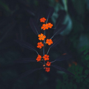 国产做受❌❌❌高潮一起草
